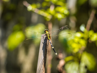 Close-up of a green dragonfly perched on a wooden stick, captured in natural sunlight with a soft blurred background.  
