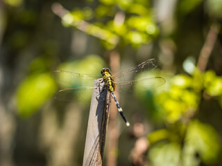 Close-up of a green dragonfly perched on a wooden stick, captured in natural sunlight with a soft blurred background.  