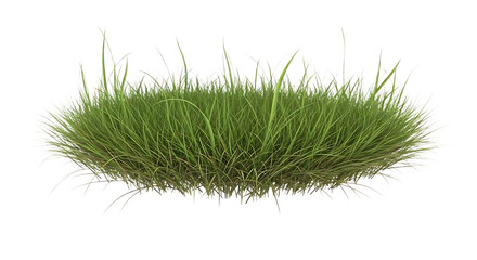Green grass clump isolated on white