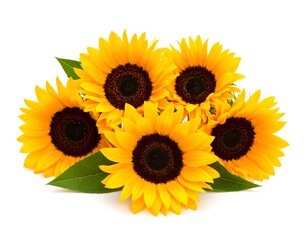Bouquet of sunflowers on white background (1)