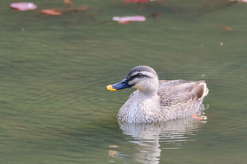 Portrait of an swimming duck