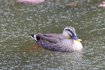 Cute duck swimming in an water pond