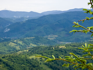 A lush green mountain valley framed by pine branches, ideal for nature ads, travel brochures, and...