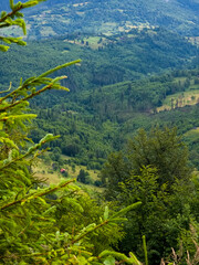 A lush green mountain valley framed by pine branches, ideal for nature ads, travel brochures, and...