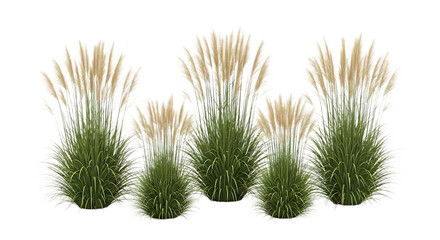 Ornamental grasses set illustration