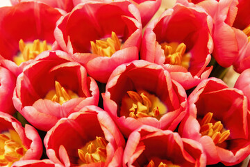 Detailed shot with intricate details of a bouquet of pink tulips. Delicate petals and vibrant...
