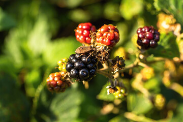 Dock bug (Coreus marginatus) on the ripe blackberry bramble bushes. Forest fruit ripening, green leaves foliage in blurred bokeh background in Czech Republic.