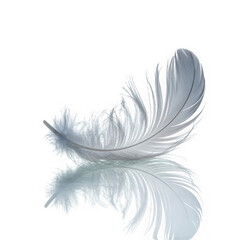 Obraz premium palok on white and transparent background.