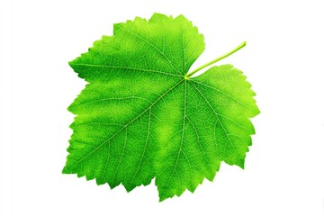 Bright green grape leaf, isolated on white