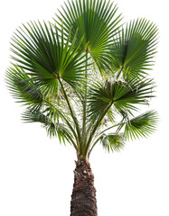 Vibrant green palm tree with lush fan-shaped leaves evokes tropical paradise and summer vacation bliss