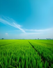 green field and blue sky Rice fields