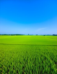 Obraz premium green field and blue sky Rice fields