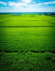 green field and sky Rice fields