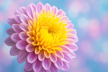Close-Up of a Multicolored Flower with Intricate Petal Details and a Soft, Dreamy Background