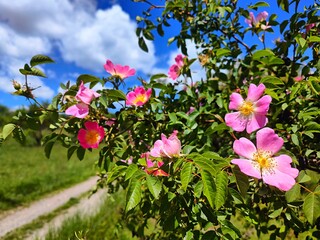 Vibrant Pink Wild Rose with Blue Sky Background. Dog Rose (Rosa canina), Virginia Rose (Rosa...