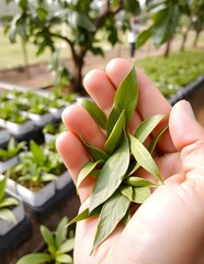 hand holding a plant Tea leaves