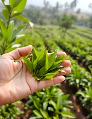 hand holding a plant Tea leaves