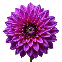 Vibrant Purple Dahlia Flower with Intricate Petal Details