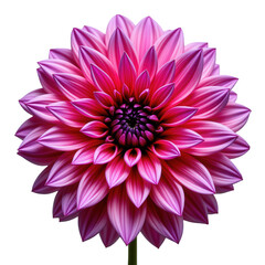 Vibrant Pink Flower with Intricate Petals and Lush Details