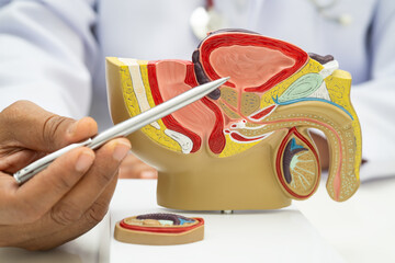 Male reproductive system, Asian doctor holding human anatomy model for study diagnosis and...