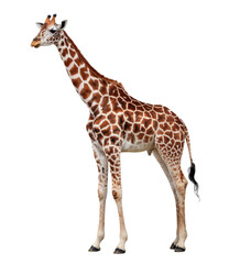 Fototapeta premium giraffe isolated on white background.