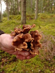 Bunch of large funnel chanterelles in a person's hand.