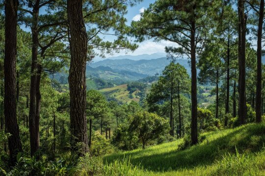 Lush mountain vista framed by pine trees