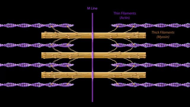 3D animation of sarcomere structure with thick myosin filaments, thin actin filaments, and M line in skeletal muscle fiber