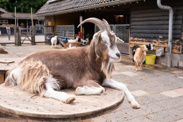 Relaxed goat resting on wooden table in rural farm setting