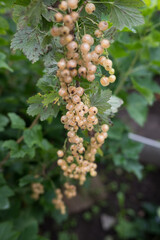 White currant berries on bush with green leaves in garden setting