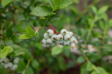 Unripe blueberries on bush with green leaves in garden