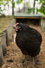 Black hen in natural coop setting surrounded by greenery