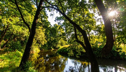 Fototapeta premium A peaceful stream of blue water reflects the summer sky among the lush forest trees and green plants
