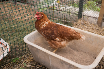 Rhode island red chicken in sand bath in outdoor enclosure