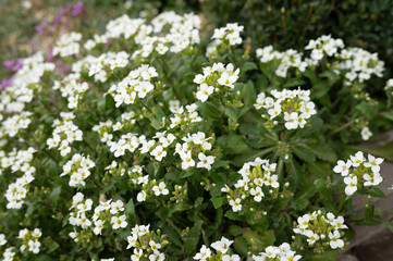 Abundant white flowers blooming in lush green garden