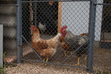 Chickens in enclosed coop behind wire fence on gravel ground