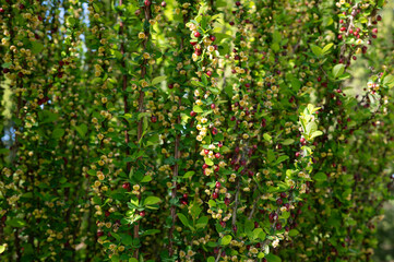 Obraz premium Dense green foliage with small red and yellow blossoms in sunlit garden