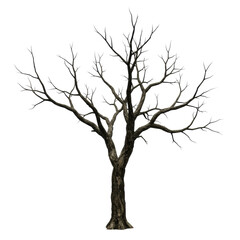 Fototapeta premium Ancient gnarled dead tree with twisted skeletal branches and rugged dark bark, isolated against a pure transparent plain background, ultra realistic UHD photo, high contrast and sharp focus,