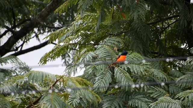 Short billed minivet bird on tree branch. 
