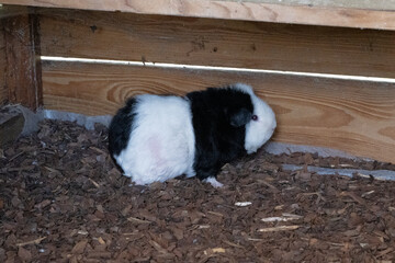 Meerschweinchen rex tier natur