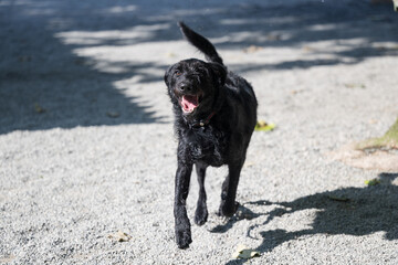 ドッグランのような庭を走る黒い犬　楽しいお顔