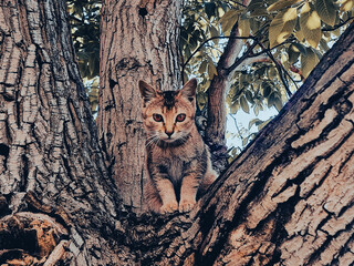 cat on a tree