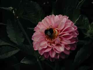 bee on a flower
