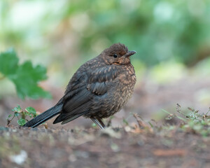 Blackbird standing interested in the Grass. High quality photo