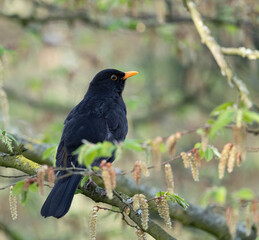 Blackbird standing interested in the Grass. High quality photo