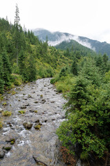 Rocky Mountain River Flowing Through a Lush Forest