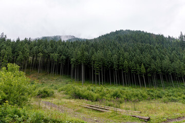  Pine Forest with Logs on the Ground