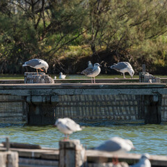 wildlife inside the lagoon of the Po river Delta, Comacchio, Ferrara, Italy
