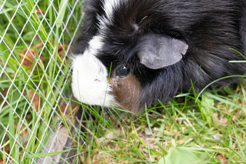 Meerschweinchen rosette tier Nager