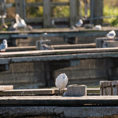 wildlife inside the lagoon of the Po river Delta, Comacchio, Ferrara, Italy
